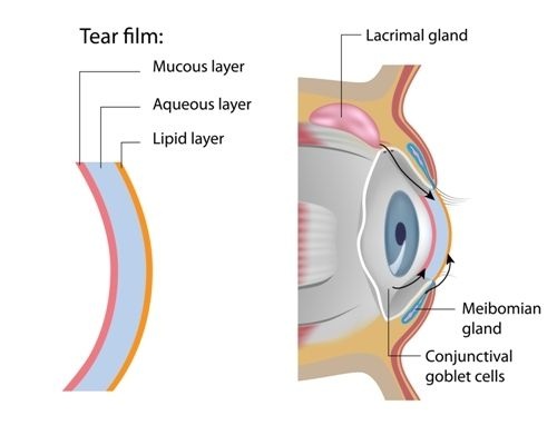 Cross section illustration of meibomian glands and tear film layers